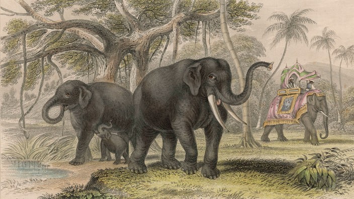 Gemälde: Indische Elefantenfamilie in freier Wildbahn, mit einem Arbeitselefanten im Hintergrund.