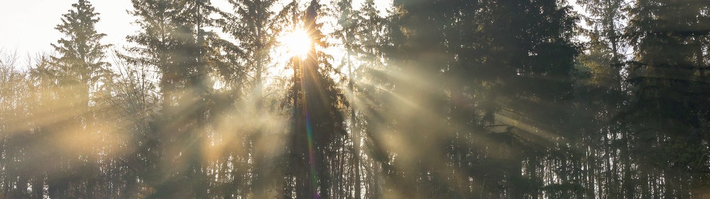 Eine Herbstlandschaft im Nebel, durch die Baumwipfel dringt Sonne.