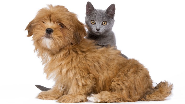 Kleiner Hund und kleine Katze schauen in dei Kamera