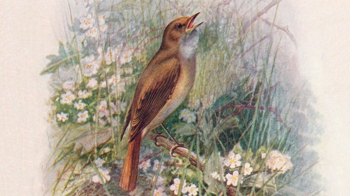 Gemälde "Nightingale - Dau'lias luscin'ia" zeigt eine singende Nachtigall.