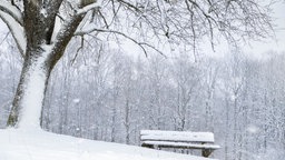 Eine Bank steht in einer verschneiten Umgebung neben einem Baum