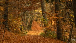 Laubbedeckter Waldweg im Herbst