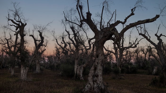 Das Beitragsbild des WDR 3 Kulturfeature "Das Sterben der Olivenbäume" zeigt abgestorbene Olivenbäume in Supersano, Italien im Oktober 2021.