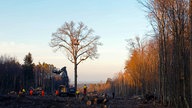 Filmszene aus "System Change": Ein einzelner Baum mit einem Baumhaus in einer Waldschneise, ringsherum Holzfäller und Baumstümpfe.