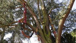 Netzartiges verschiedenfarbiges Textil schlängelt sich durch die Äste eines Nadelbaums.