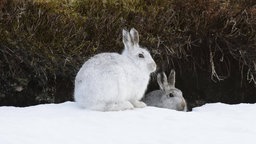 Ein Schneehasen-Paar im Winterfell sitzt im Schnee am Eingang zu seinem Bau.