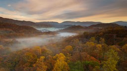 Herbstlandschaft, Laubwald mit Nebel in der Morgendämmerung