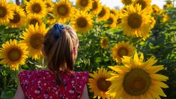 Mädchen in einem Sonnenblumenfeld