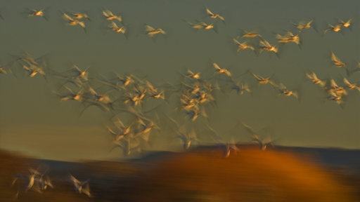 Ein Schwarm Schneegänse im Flug.