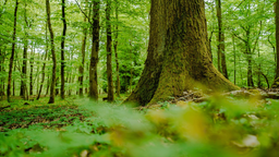 Ein saftiggrüner Wald mit einem dicken Baumstamm im Vordergrund.