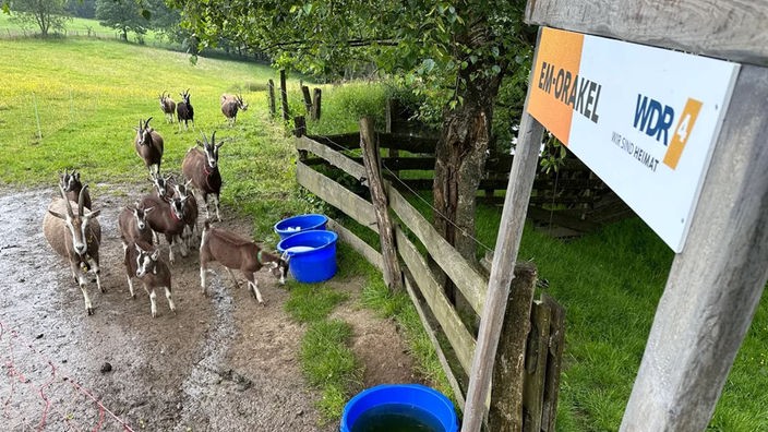 Arena fürs Ziegen-Orakel, mit den Ziegen und Eingangstor