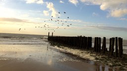 "Wellenbrecher" am Strand von Cadzand, Niederlande