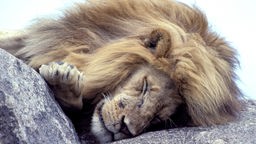 Schlafender Löwe.