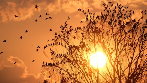 Stare fliegen zu einem Baum, während im Hintergrund die Sonne untergeht.