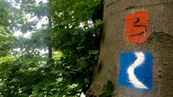 Das blau-weiße Emblem des Rheinsteigs, auf Baum gemalt