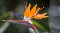 Eine Nahaufnahme, der exotischen Blume, die einem Paradiesvogel sehr ähnelt