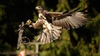 Blick auf einen Falken im Wildgehege Hellenthal