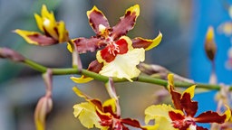 Gelbe Blütenblätter mit rotbrauner Zeichnung der Orchidee "Wildcat"