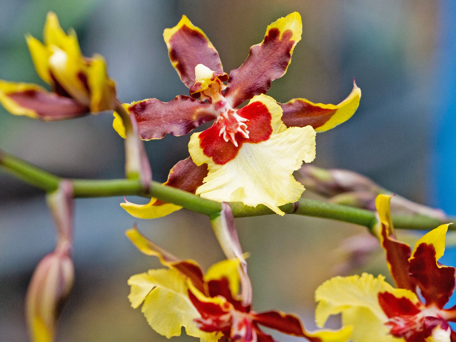 Wdr 4 Drinnen Und Draussen Fantastische Orchideen Wohnen Verbraucher Wdr