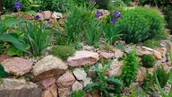 Steingarten; Trockenmauer bewachsen mit Iris und Farnen