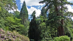 Mammutbäume auf der Sequoiafarm in Kaldenkirchen
