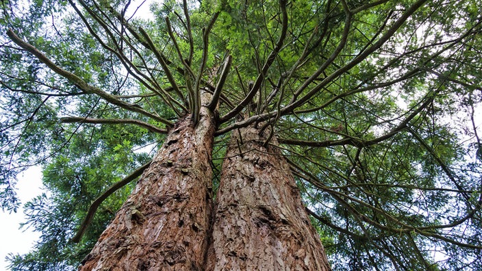 Mammutbäume auf der Sequoiafarm in Kaldenkirchen