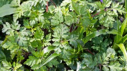 Stinkende Storchschnabel/Ruprechtskraut (Geranium robertianum)