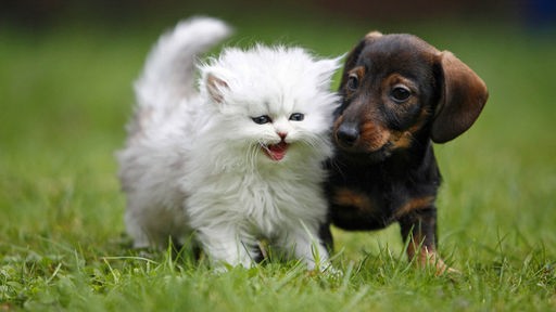 Katze und Hund auf einer Wiese