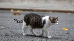 Eine streunende Katze läuft über die Straße.