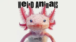 Podcast-Bild "Weird Animals"