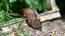 Die Maus gilt als Übertraeger des Hantavirus.