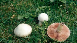 Wiesenchampignons