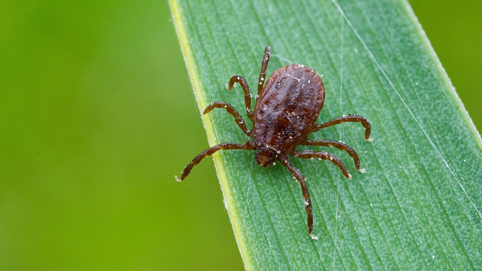 Encéphalite à tiques et maladie de Lyme : voici à quel point le danger posé par les tiques est grand cette année – Actualités