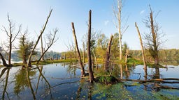 Altwasser mit abgestorbenen Bäumen im Naturschutzgebiet Bislicher Insel am Niederrhein