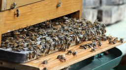 Unzählige Honigbienen haben sich vor dem Flugloch einer Beute gesammelt