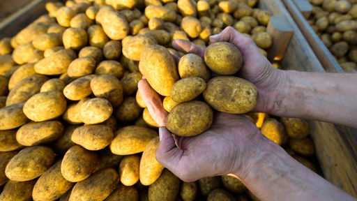 Ein Landwirt hält frisch geerntete Kartoffeln der Sorte Lea in den Händen