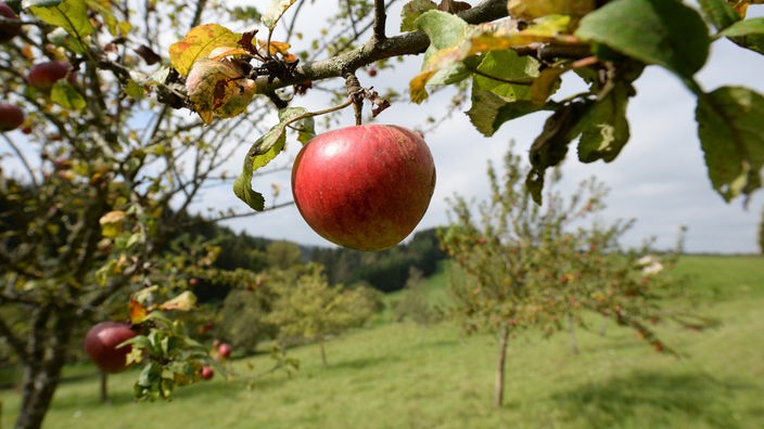 Äpfel sind auf einer Wiese mit Streuobstbäumen zu sehen