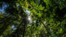 Die Sonne strahlt im Arnsberger Wald durch die Baumkronen