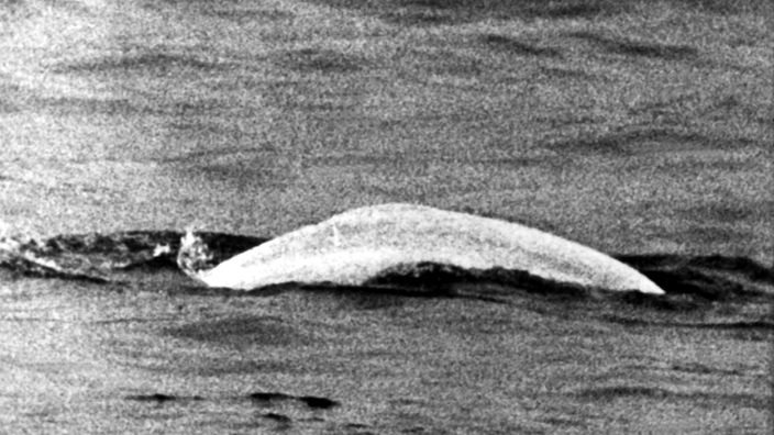 "Moby Dick", der freundliche Beluga-Wal, verirrt sich 1966 in den deutschen Rhein