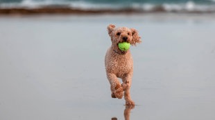 Hund rennt mit Tennisball im Mund.