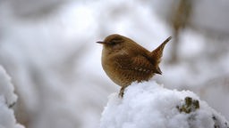 Vogel auf Ast im Schnee sitzend