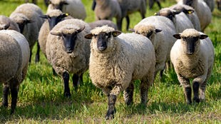 Schafherde auf einer Weide in Nordrhein-Westfalen