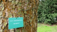 Spaziergang über den "Baumpfad" auf der Brehm-Insel in Essen-Werden