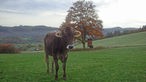 Ein Rind steht auf den Wiesen rund um das Edertal bei Arfeld