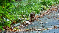 Ein Eichhörnchen auf dem Weg