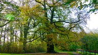 Alte Bäume im Park von Schloss Bodelschwingh