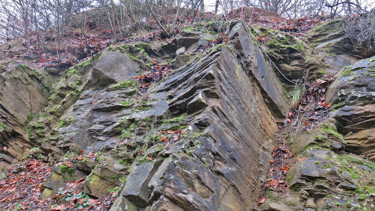 Wdr 4 Spaziergang Spaziergang Durch Den Geologischen Garten Bochum Freizeit Verbraucher Wdr