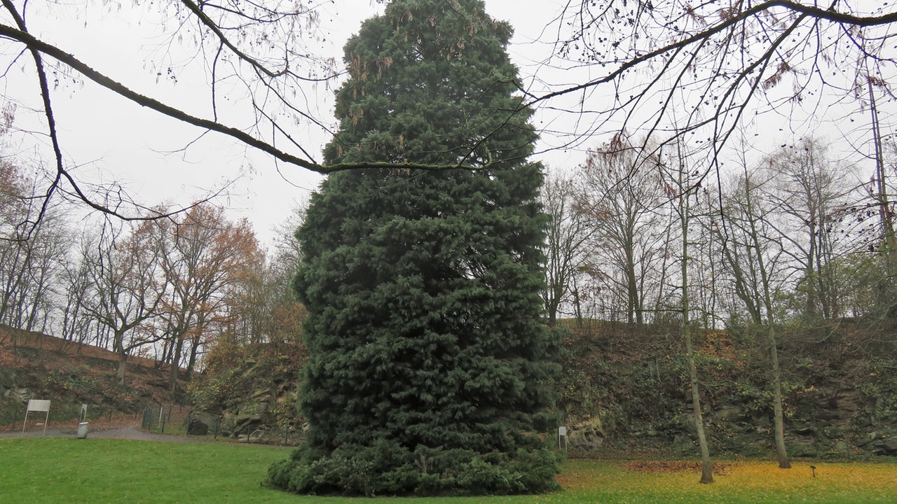 Wdr 4 Spaziergang Spaziergang Durch Den Geologischen Garten