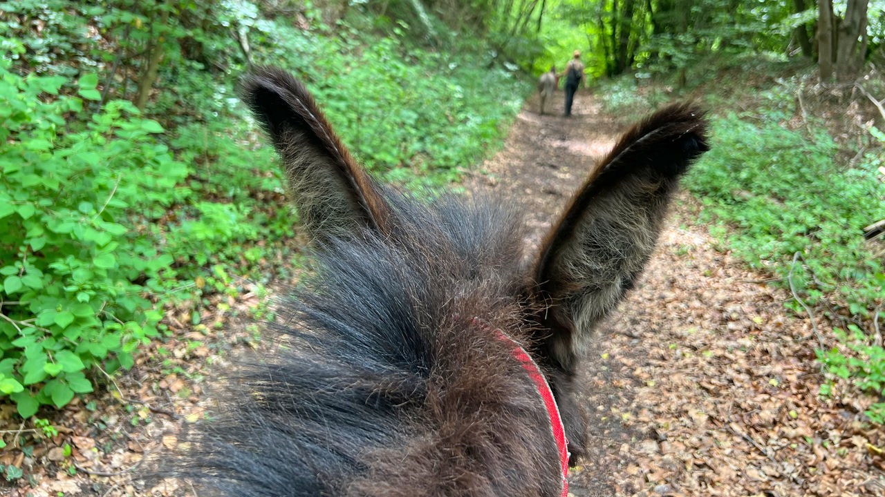 Spaziergang mit Eseln  