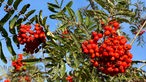 Rote Früchte der Ebereschen an einem Wanderweg bei Wildewiese